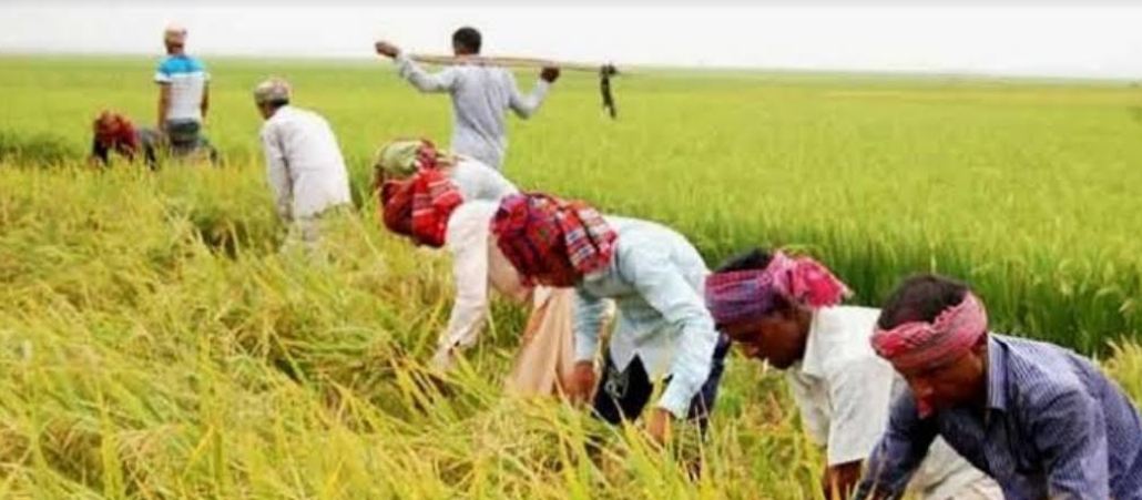 Over 99pc Aman farming target achieved in Khulna region