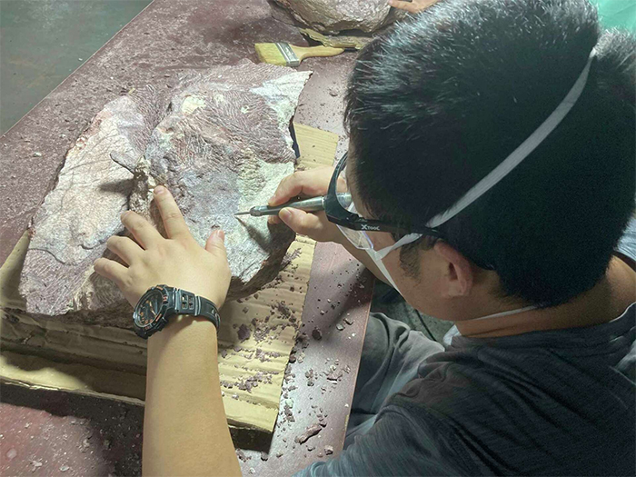 Dinosaur fossils discovered for first time in Hong Kong