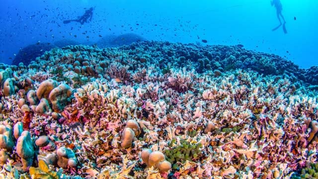 Scientists say world's largest coral found near Solomon Islands