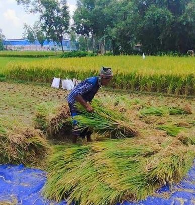 T-Aman brings smiles to Gobindaganj's farmers' faces