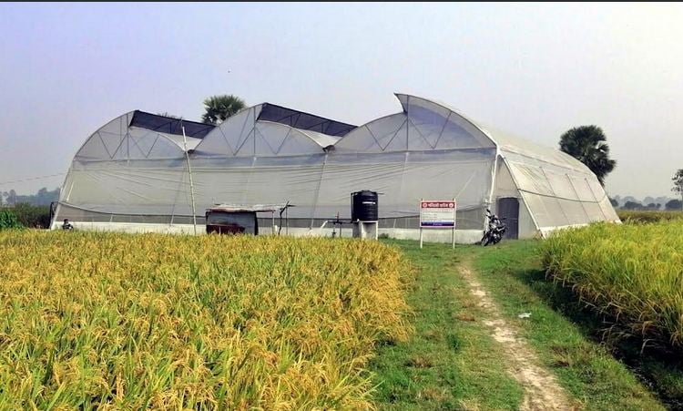 Farming in polynet house gains success in C'nawabganj