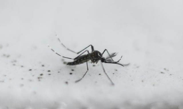 Djibouti experiments with GM mosquito against malaria