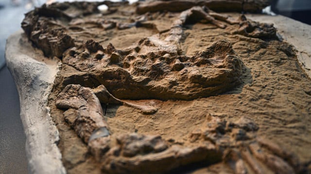 Peru scientists unveil crocodile fossil up to 12 million years old