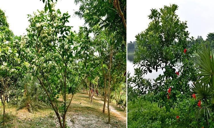 Bharardaho Beel becomes spectacular garden of 213 rare species of trees 