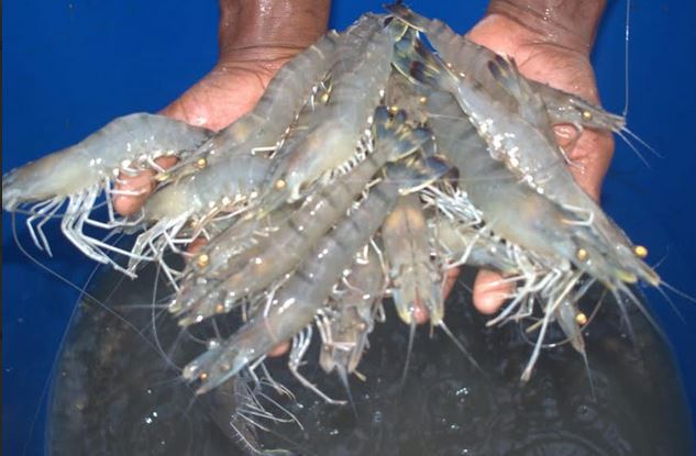 Synbiotic technology can increase climate tolerant shrimp production: research