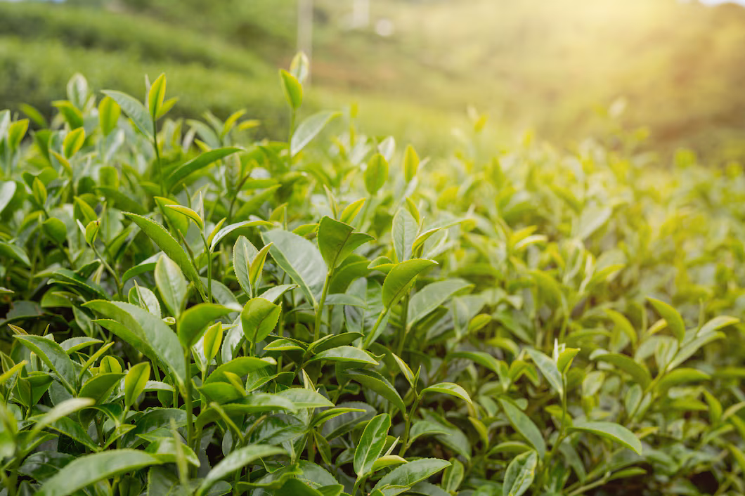 End of season types witness heavy withdrawals in the weekly tea sale 