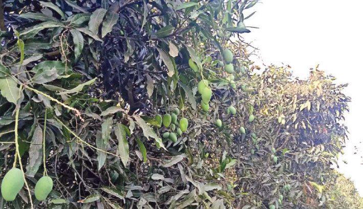 Proper care essential to prevent premature mango dropping: Experts