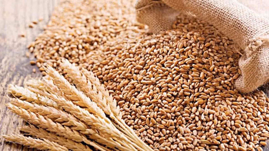 Manikganj farmers celebrate bumper wheat harvest