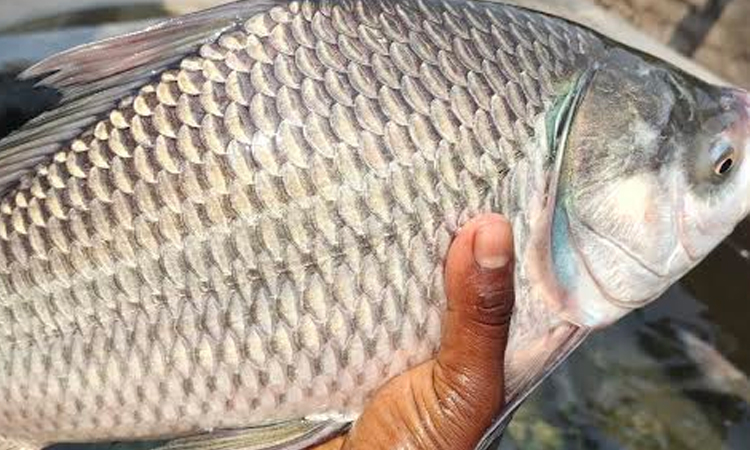 Climate-resilient technology uplifts fish farmers in Rajshahi
