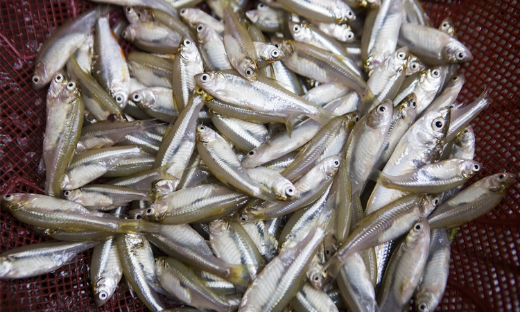 Farmers seeing bright prospect through cultivating Mola-Dhela fishes