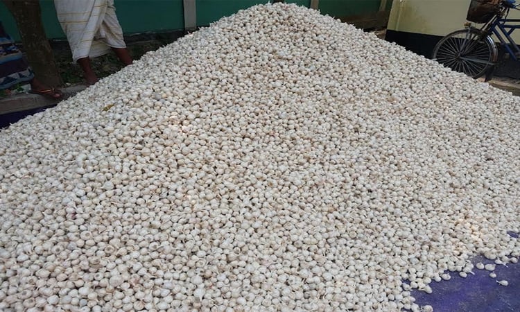 Natore witnesses white revolution through bumper yield of garlic