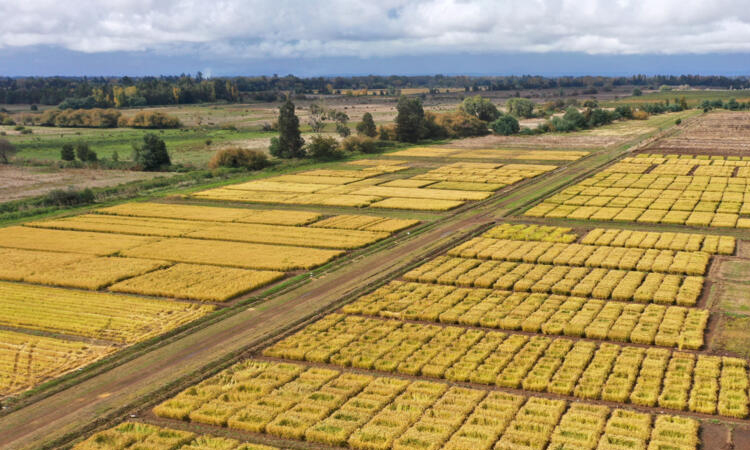 Less-thirsty rice offers hope in drought-stricken Chile