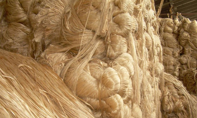 Jute cultivation goes on in full swing in Manikganj