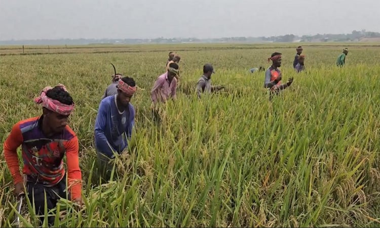 Deadly lightning appears scary for Kishoreganj haor, hampering harvest 