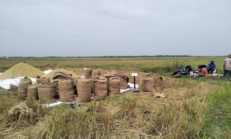 87pc paddy harvesting completed in Netrakona haors