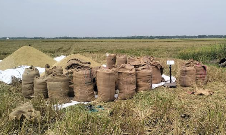 Boro procurement begins in Netrokona