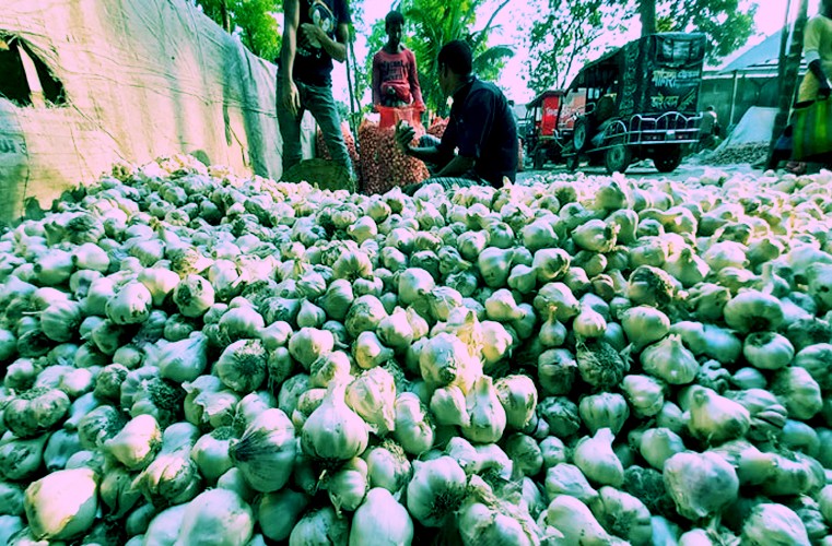 Bumper garlic yield, fair price delight Rangpur farmers 