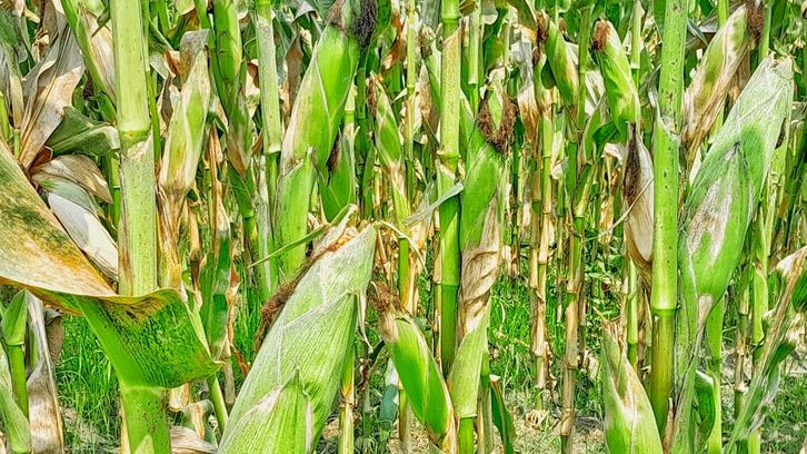 Bumper maize production brings smile on Lalmonirhat farmer’s face
