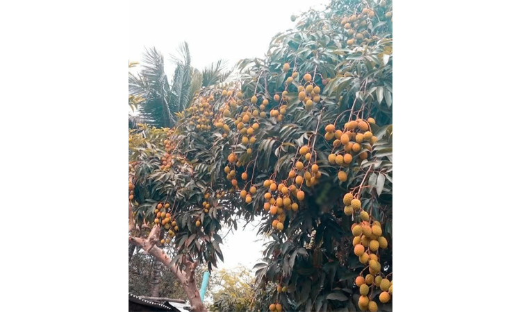 Bumper litchi production expected in Dinajpur