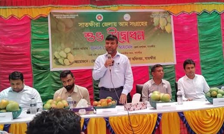 Satkhira mangoes hit markets from today 