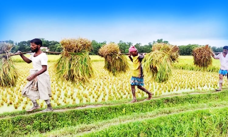 Cent percent paddy harvesting completed in Sylhet haors