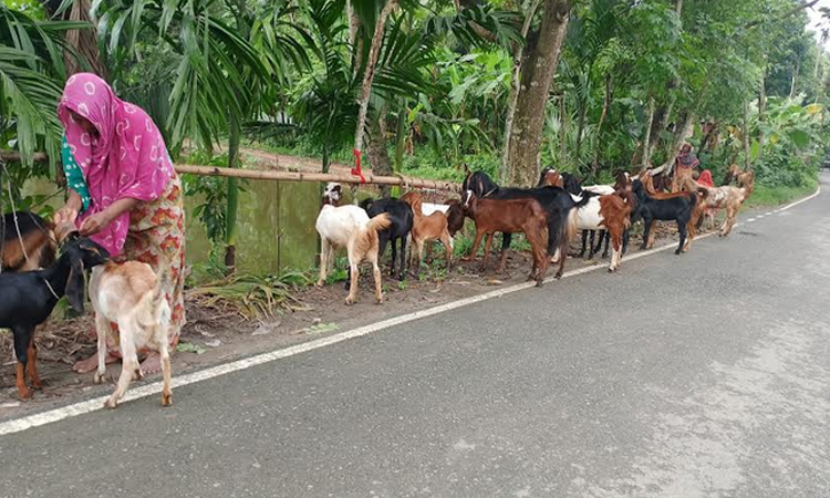 Goat fattening a thriving and successful venture in Rajshahi 