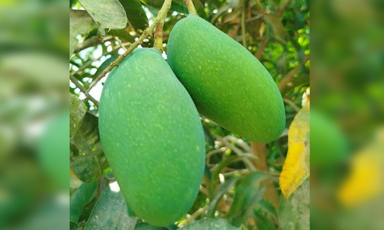 Naogaon's ‘Nak Fazli’ mango gets GI recognition