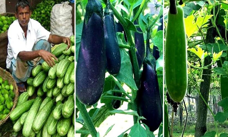 Rangpur region produces record 10.39-lakh tonnes of winter vegetables