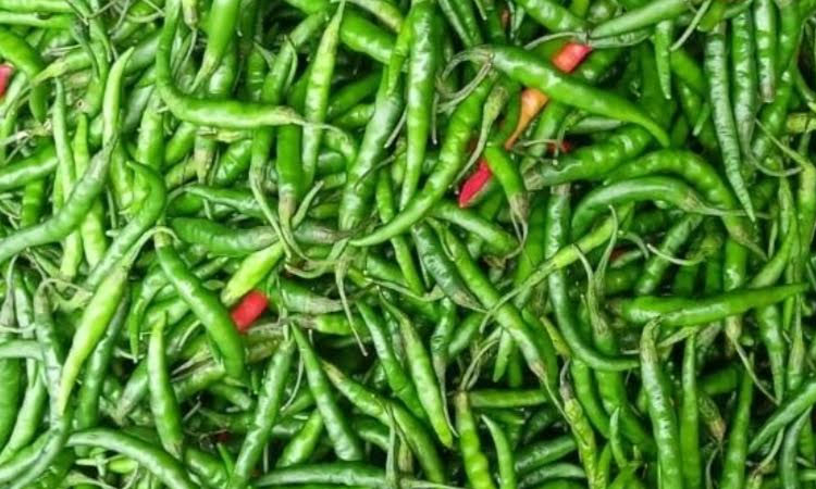 Chili growers happy with bumper yield, fair price in Manikganj