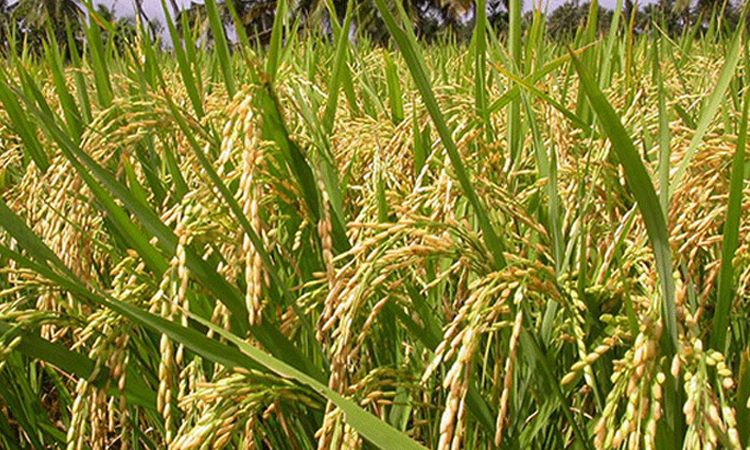 Success in Boro cultivation under 'Samoloi system' in Natore's Chalanbil