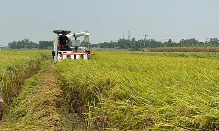 Success in Boro cultivation under 'Samoloi system' in Natore's Chalanbil
