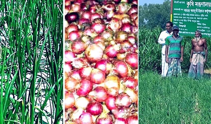 Record onion yield, good price make farmers happy in Rangpur region