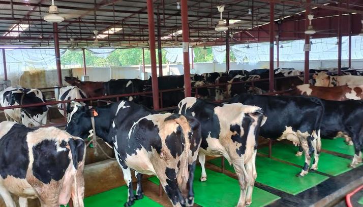 No shortage of sacrificial animals in Habiganj