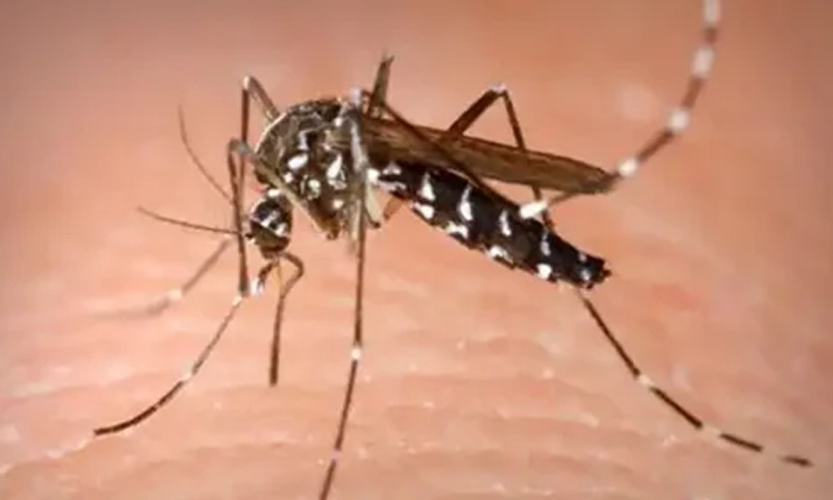 Bangladesh to adopt Sri Lankan model for dengue elimination