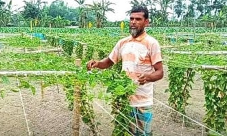 Patal cultivation makes Dinajpur farmer self-reliant 