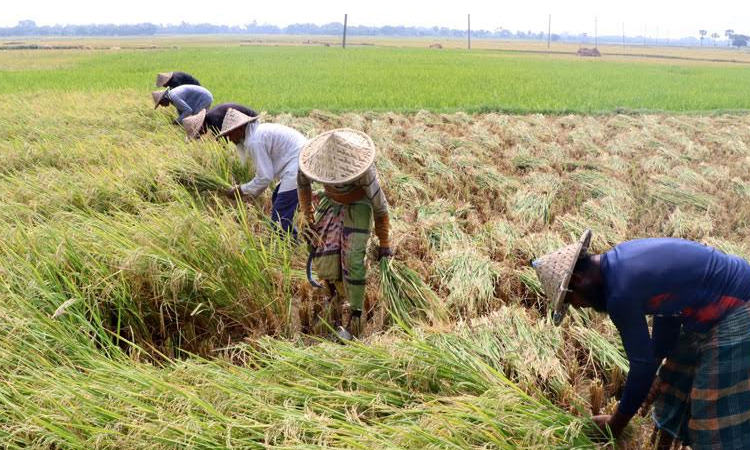 Yield, price make Rajshahi boro farmers delighted
