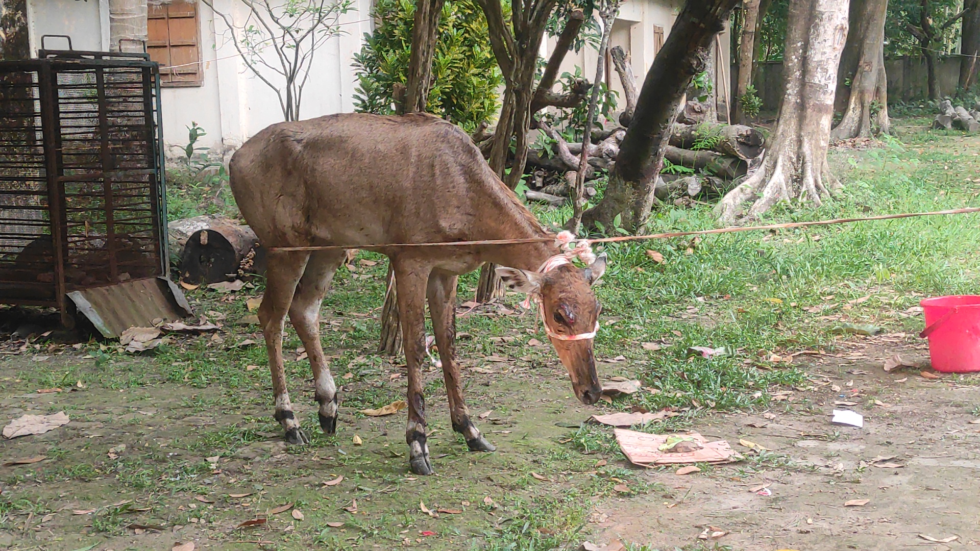 'Nilgai' rescued in Panchagarh
