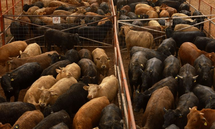 US restricting Mexico livestock imports over pest control row