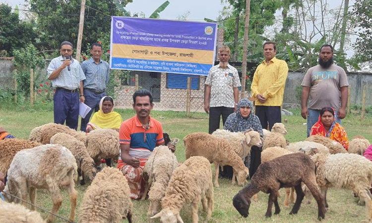 Lamb rearing boosts rural economy in Rajshahi