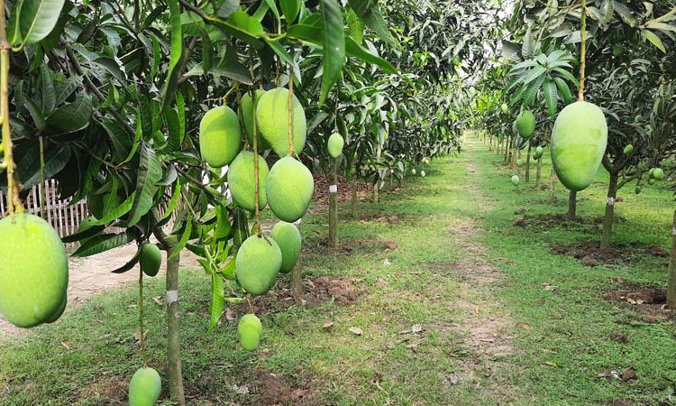 Mango harvesting in Rajshahi begins tomorrow