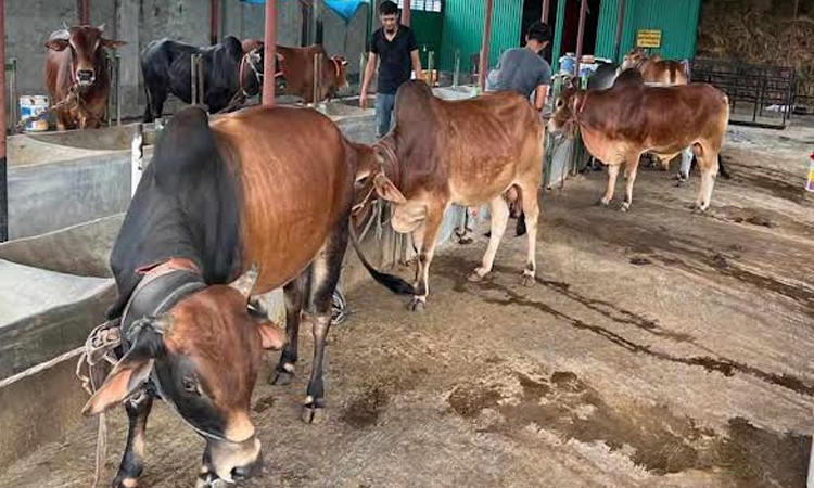 Over 14 lakh sacrificial animals ready for sale in Khulna