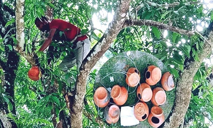 Pirgachha UNO's unique initiative to place 1,000 bird nests in trees
