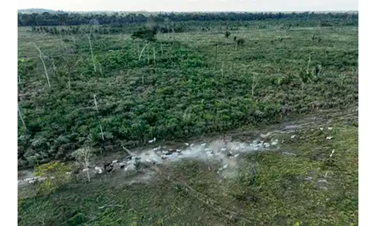 Record decrease in Brazil deforestation in 2024: report