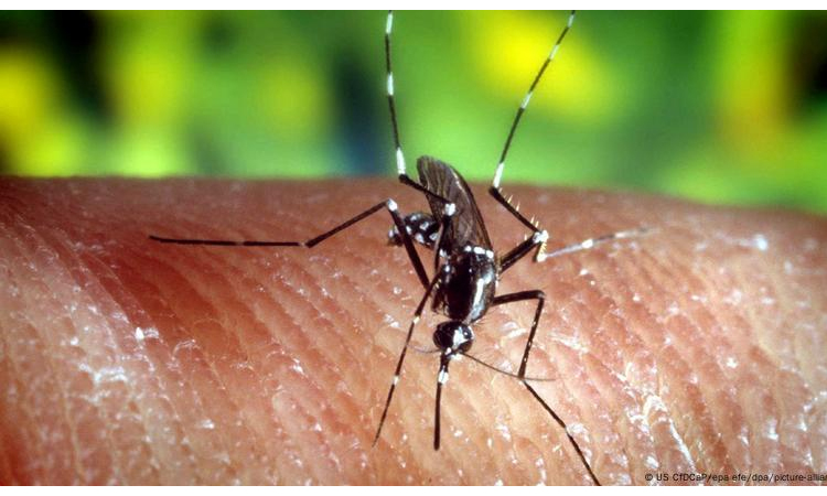 Dengue, chikungunya may soon be endemic in Europe: research