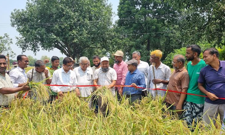 Use of balanced fertiliser boosts paddy yield by 10 percent