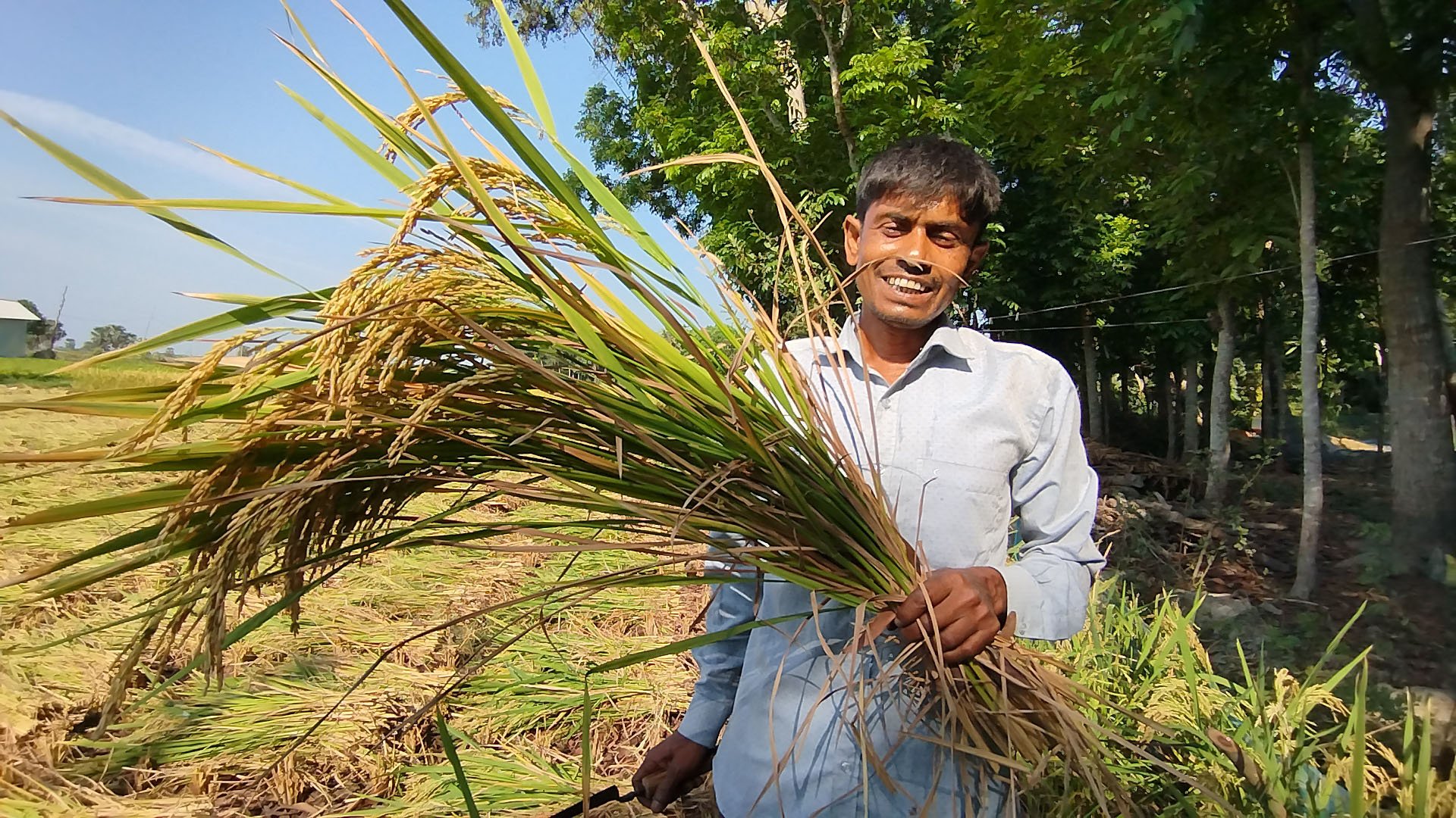 Farmers happy with bumper Boro yield in Narail