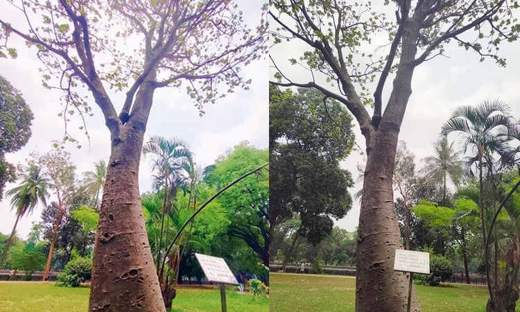 Rare Baobab tree in Ramna Park; a thrill for nature enthusiasts