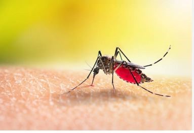 New 65 dengue patients hospitalized