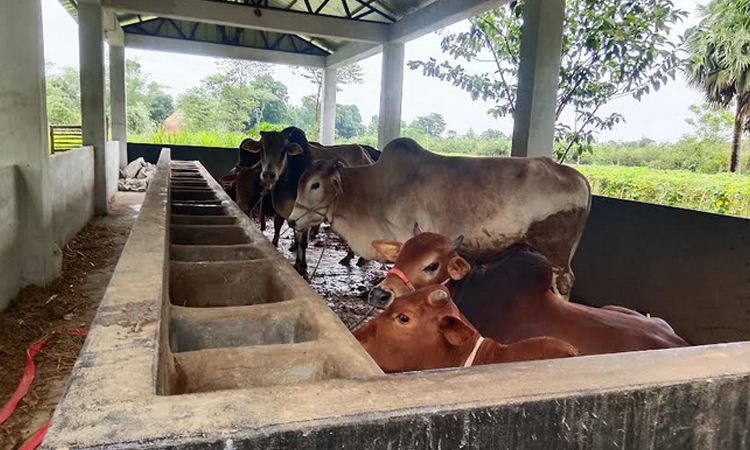 Over one lakh sacrificial animals ready in Jamalpur