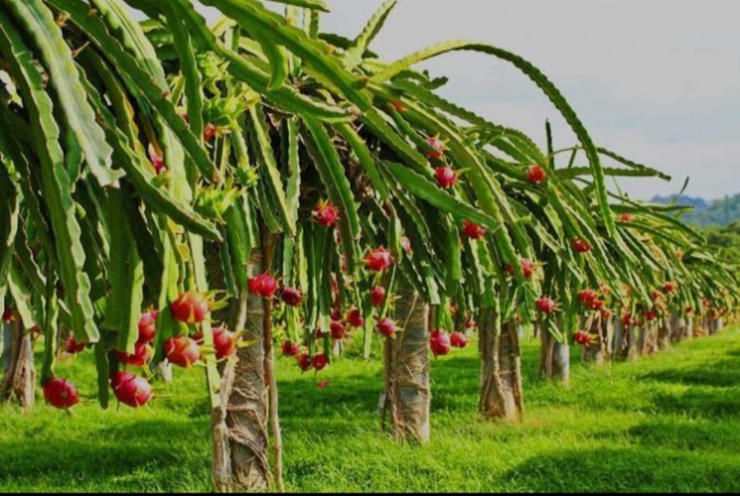 Khulna youths become self-reliant cultivating dragon fruit